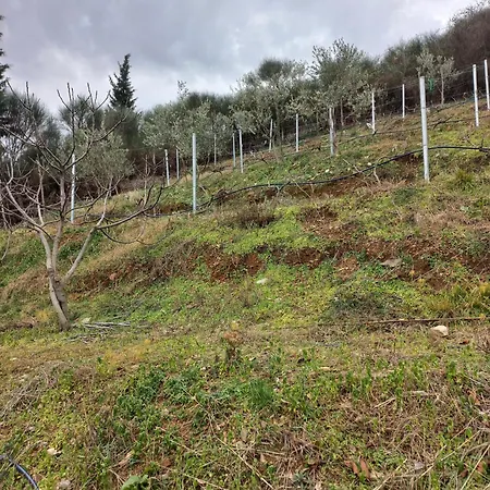 Апартаменты Rozafa Hill View *